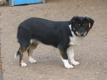 PAULI, Hund, Mischlingshund in Bulgarien - Bild 2