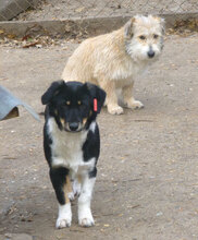 PAULI, Hund, Mischlingshund in Bulgarien - Bild 3