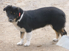 PAULI, Hund, Mischlingshund in Bulgarien - Bild 4