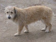 PACO, Hund, Mischlingshund in Bulgarien - Bild 2