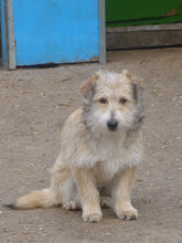 PACO, Hund, Mischlingshund in Bulgarien - Bild 3