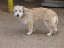 PACO, Hund, Mischlingshund in Bulgarien - Bild 4