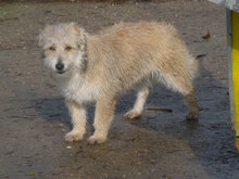 PACO, Hund, Mischlingshund in Bulgarien - Bild 5