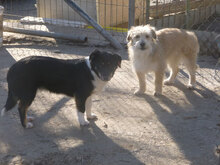 PACO, Hund, Mischlingshund in Bulgarien - Bild 8