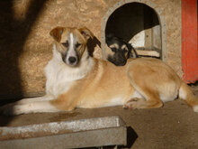 BLOOM, Hund, Mischlingshund in Bulgarien - Bild 10