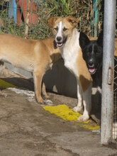 BLOOM, Hund, Mischlingshund in Bulgarien - Bild 12