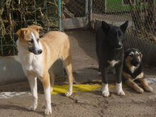 BLOOM, Hund, Mischlingshund in Bulgarien - Bild 14