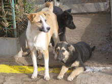 BLOOM, Hund, Mischlingshund in Bulgarien - Bild 15