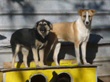 BLOOM, Hund, Mischlingshund in Bulgarien - Bild 16