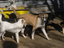 BLOOM, Hund, Mischlingshund in Bulgarien - Bild 17