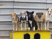 BLOOM, Hund, Mischlingshund in Bulgarien - Bild 18