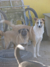 BLOOM, Hund, Mischlingshund in Bulgarien - Bild 7