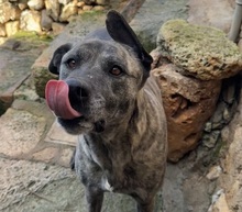 ESTRELLAV70, Hund, Perro de Pastor Mallorquin-Mix in Spanien - Bild 1