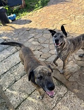 ESTRELLAV70, Hund, Perro de Pastor Mallorquin-Mix in Spanien - Bild 7