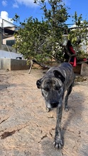 ESTRELLAV70, Hund, Perro de Pastor Mallorquin-Mix in Spanien - Bild 8