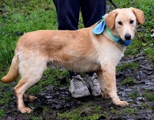 VERNER, Hund, Mischlingshund in Slowakische Republik - Bild 2