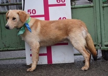 VERNER, Hund, Mischlingshund in Slowakische Republik - Bild 3