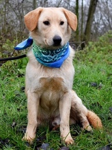 VERNER, Hund, Mischlingshund in Slowakische Republik - Bild 4