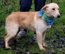 VERNER, Hund, Mischlingshund in Slowakische Republik - Bild 5