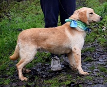 VERNER, Hund, Mischlingshund in Slowakische Republik - Bild 6