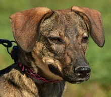 IVY, Hund, Mischlingshund in Slowakische Republik - Bild 1