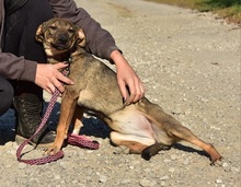 IVY, Hund, Mischlingshund in Slowakische Republik - Bild 11