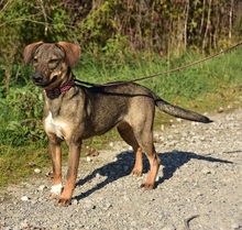 IVY, Hund, Mischlingshund in Slowakische Republik - Bild 2