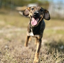 IVY, Hund, Mischlingshund in Slowakische Republik - Bild 3