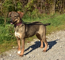 IVY, Hund, Mischlingshund in Slowakische Republik - Bild 8