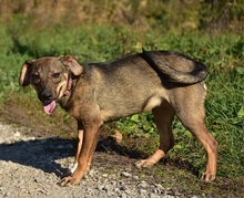 IVY, Hund, Mischlingshund in Slowakische Republik - Bild 9