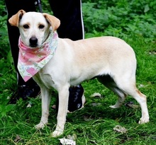 NICOLETA, Hund, Mischlingshund in Slowakische Republik - Bild 1