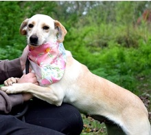 NICOLETA, Hund, Mischlingshund in Slowakische Republik - Bild 3