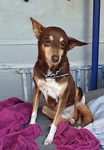 CORA, Hund, Podenco-Mix in Spanien