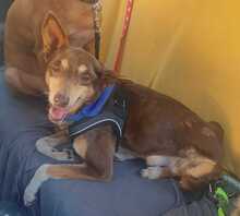 CORA, Hund, Podenco-Mix in Spanien - Bild 3