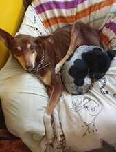 CORA, Hund, Podenco-Mix in Spanien - Bild 7