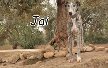 JAI, Hund, Galgo Español in Herxheimweyher - Bild 1