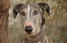 JAI, Hund, Galgo Español in Herxheimweyher - Bild 2