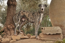 JAI, Hund, Galgo Español in Herxheimweyher - Bild 3
