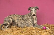 JAI, Hund, Galgo Español in Herxheimweyher - Bild 4
