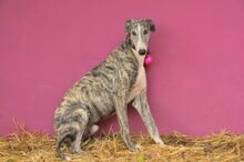 JAI, Hund, Galgo Español in Herxheimweyher - Bild 6