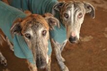 JAI, Hund, Galgo Español in Herxheimweyher - Bild 7