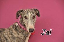 JAI, Hund, Galgo Español in Herxheimweyher - Bild 8