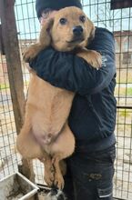 FLOPPI, Hund, Mischlingshund in Rumänien - Bild 3