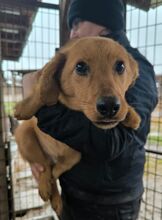 FLOPPI, Hund, Mischlingshund in Rumänien - Bild 4