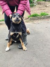 TARAN, Hund, Mischlingshund in Slowakische Republik - Bild 12