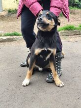 TARAN, Hund, Mischlingshund in Slowakische Republik - Bild 13