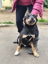 TARAN, Hund, Mischlingshund in Slowakische Republik - Bild 14