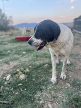 HERCULES, Hund, Mischlingshund in Griechenland - Bild 3