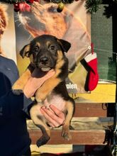 MILO, Hund, Mischlingshund in Slowakische Republik - Bild 3