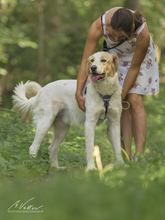 ATTILA, Hund, Herdenschutzhund-Mix in Biblis - Bild 2